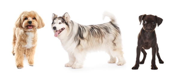 Image of Cute dogs of different breeds isolated on white, collage