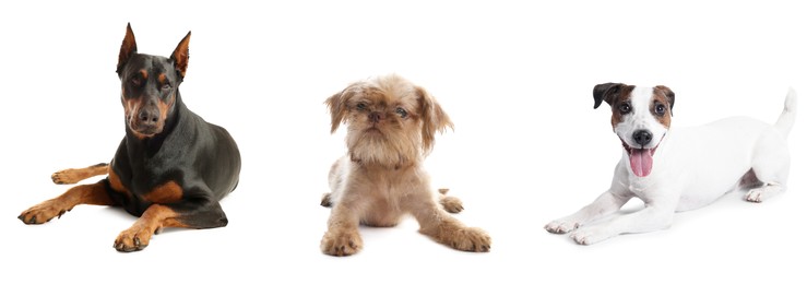 Image of Cute dogs of different breeds isolated on white, collage