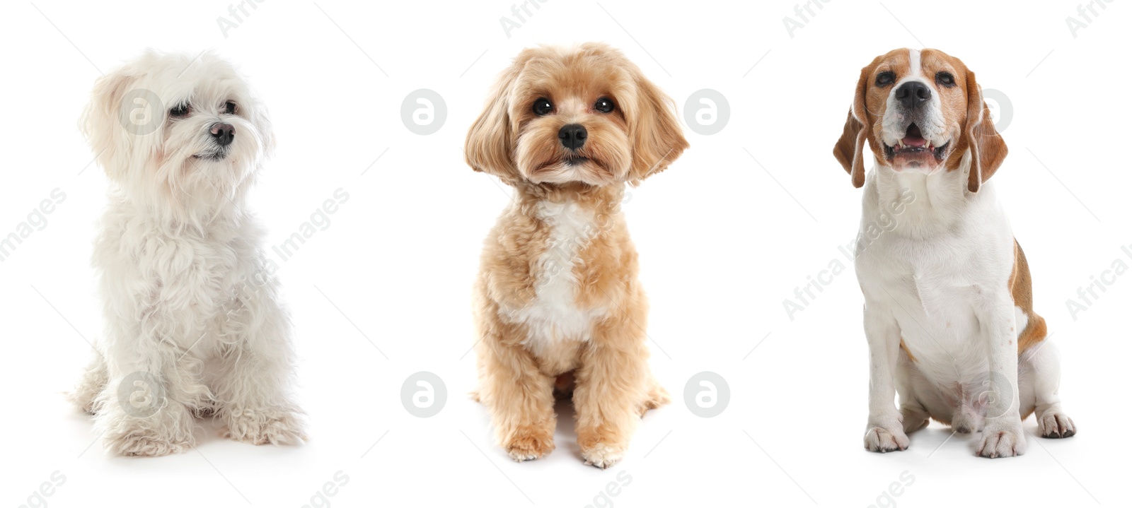 Cute dogs of different breeds isolated on white, collage Image of Cute dogs of different breeds isolated on white, collage