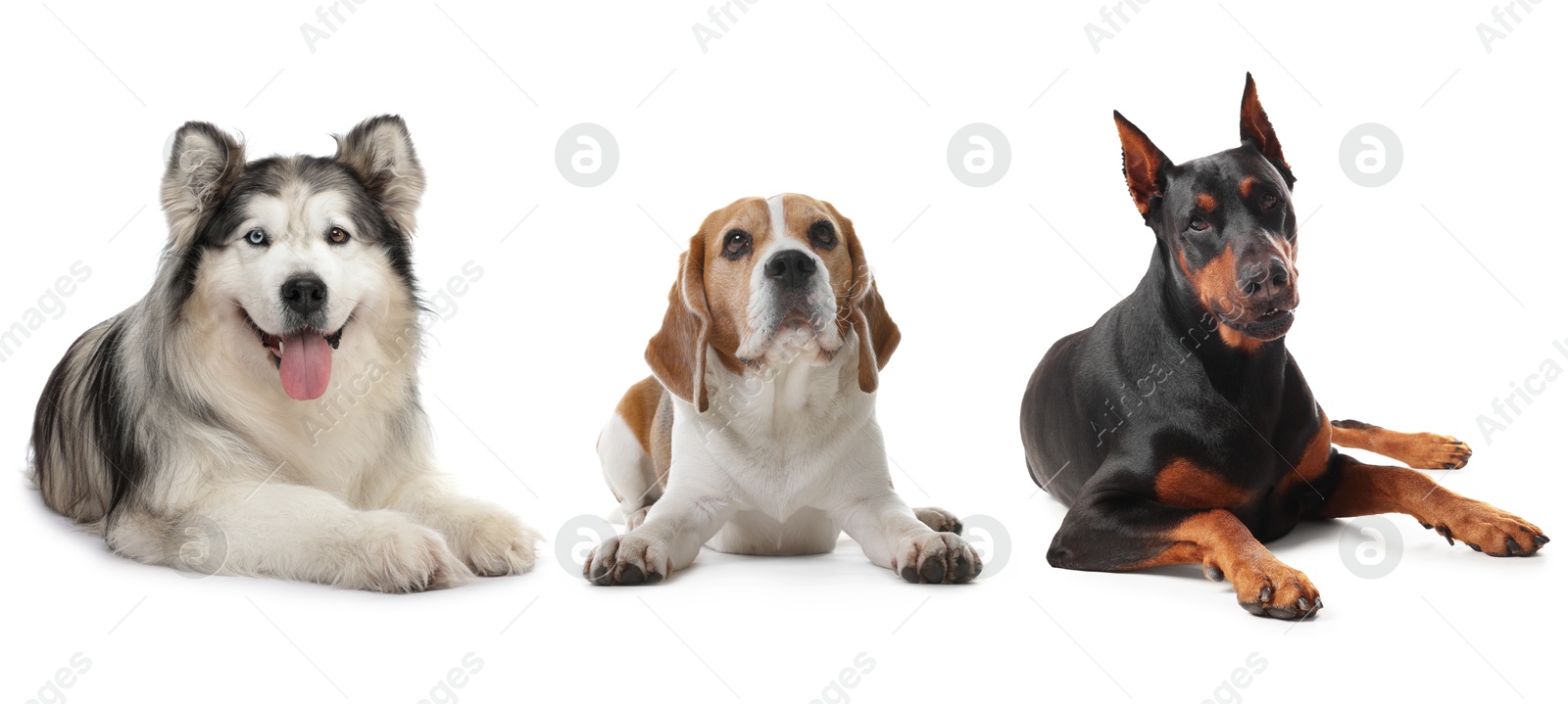Cute dogs of different breeds isolated on white, collage Image of Cute dogs of different breeds isolated on white, collage