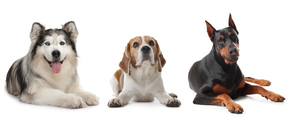 Image of Cute dogs of different breeds isolated on white, collage