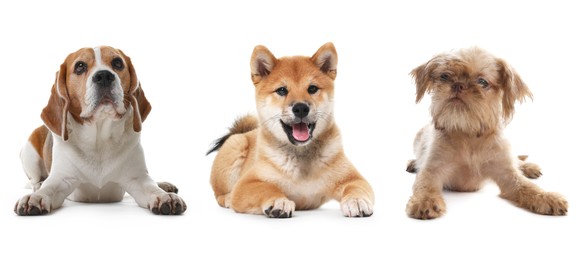 Image of Cute dogs of different breeds isolated on white, collage