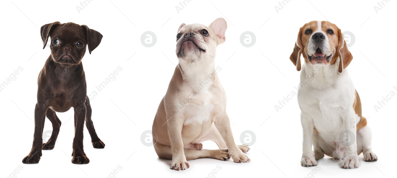 Cute dogs of different breeds isolated on white, collage Image of Cute dogs of different breeds isolated on white, collage