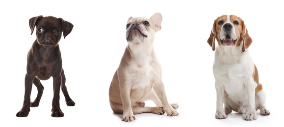 Image of Cute dogs of different breeds isolated on white, collage