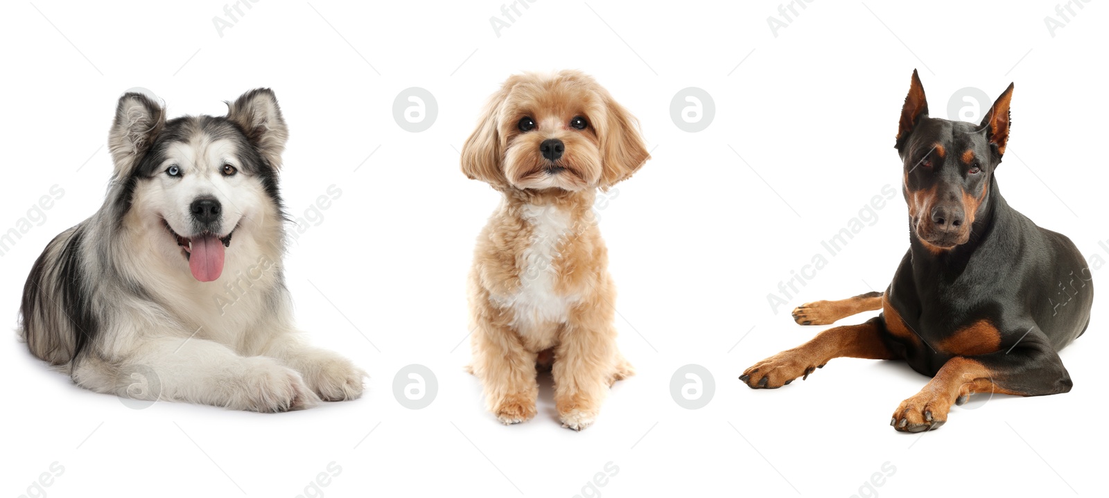 Cute dogs of different breeds isolated on white, collage Image of Cute dogs of different breeds isolated on white, collage