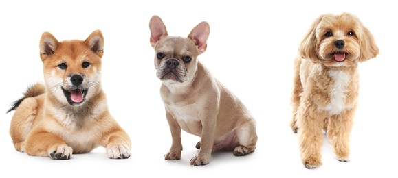 Image of Cute dogs of different breeds isolated on white, collage