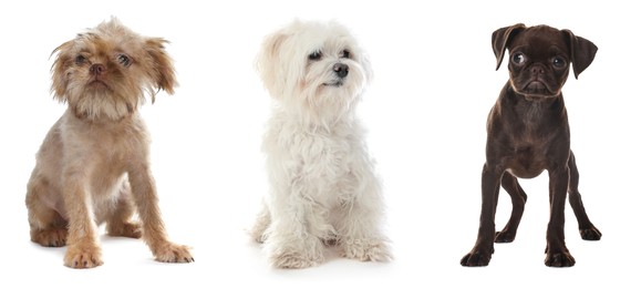 Image of Cute dogs of different breeds isolated on white, collage
