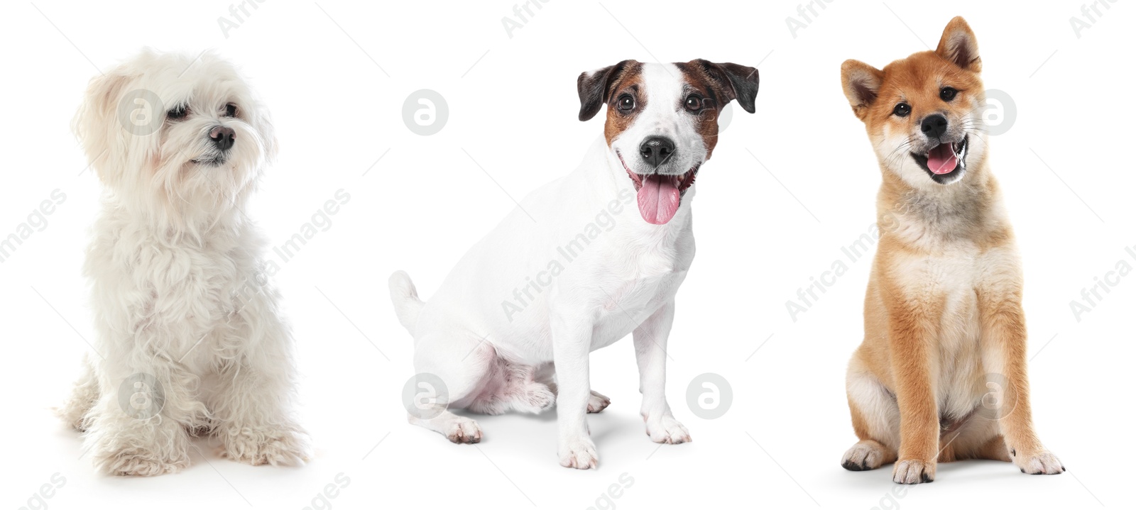 Cute dogs of different breeds isolated on white, collage Image of Cute dogs of different breeds isolated on white, collage
