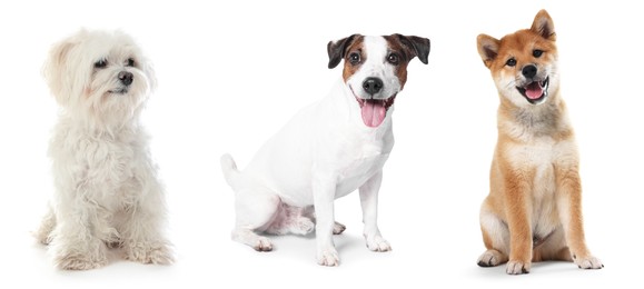 Image of Cute dogs of different breeds isolated on white, collage
