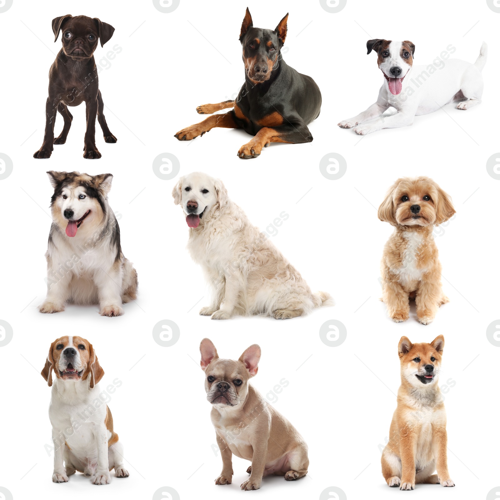 Cute dogs of different breeds isolated on white, collage Image of Cute dogs of different breeds isolated on white, collage