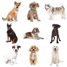 Image of Cute dogs of different breeds isolated on white, collage
