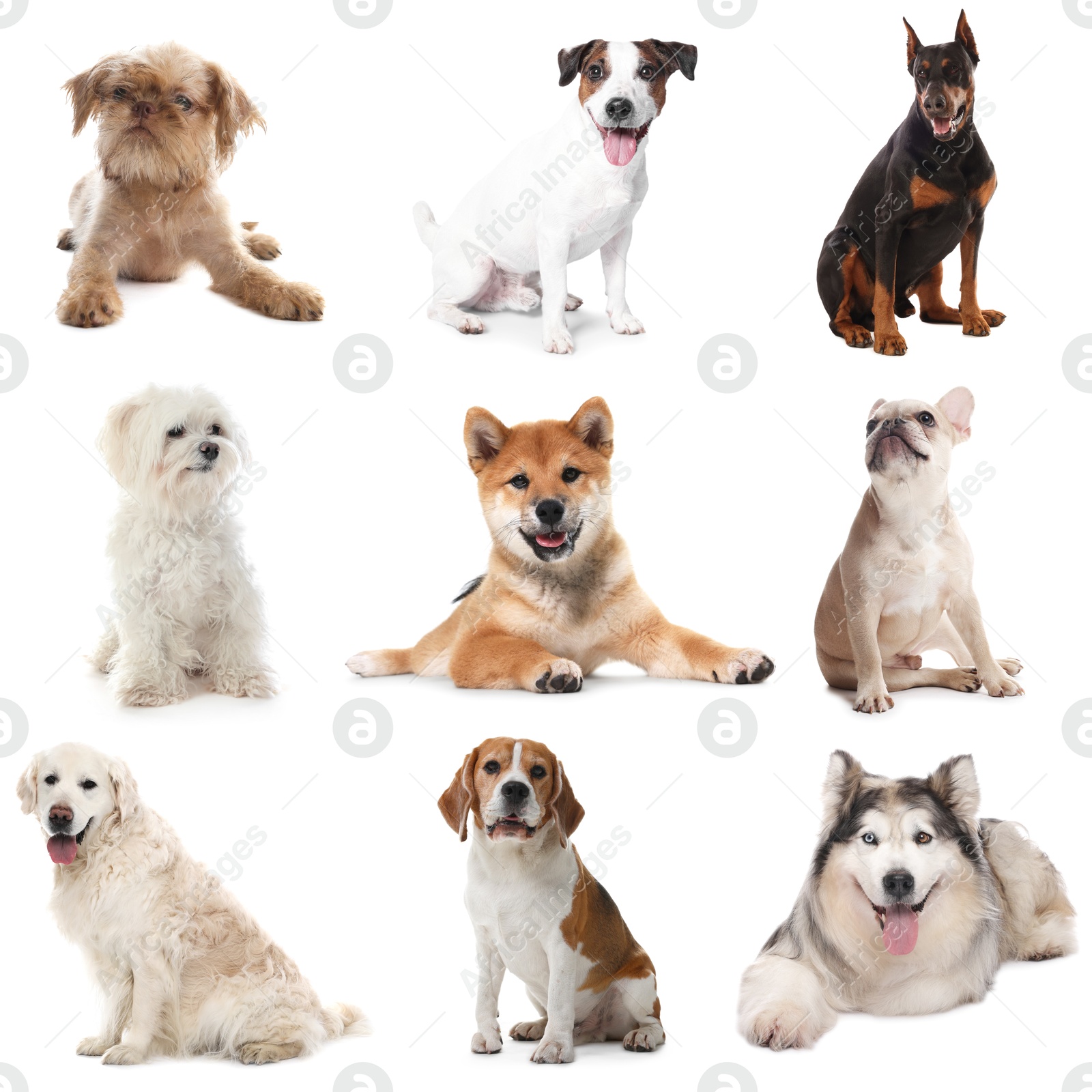 Cute dogs of different breeds isolated on white, collage Image of Cute dogs of different breeds isolated on white, collage