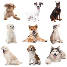 Image of Cute dogs of different breeds isolated on white, collage