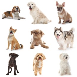 Image of Cute dogs of different breeds isolated on white, collage