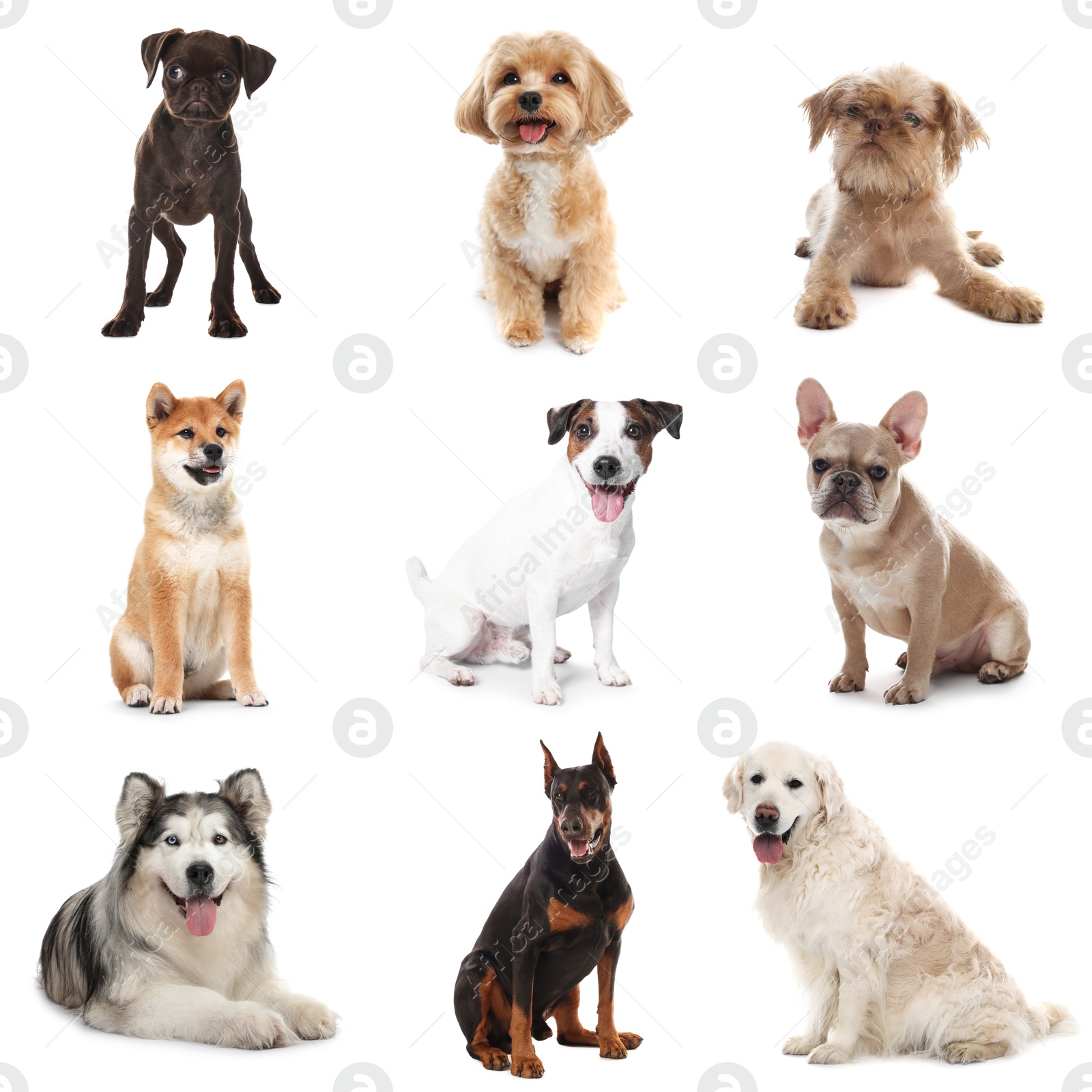 Cute dogs of different breeds isolated on white, collage Image of Cute dogs of different breeds isolated on white, collage