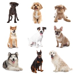 Image of Cute dogs of different breeds isolated on white, collage