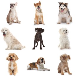 Image of Cute dogs of different breeds isolated on white, collage