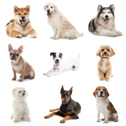 Image of Cute dogs of different breeds isolated on white, collage