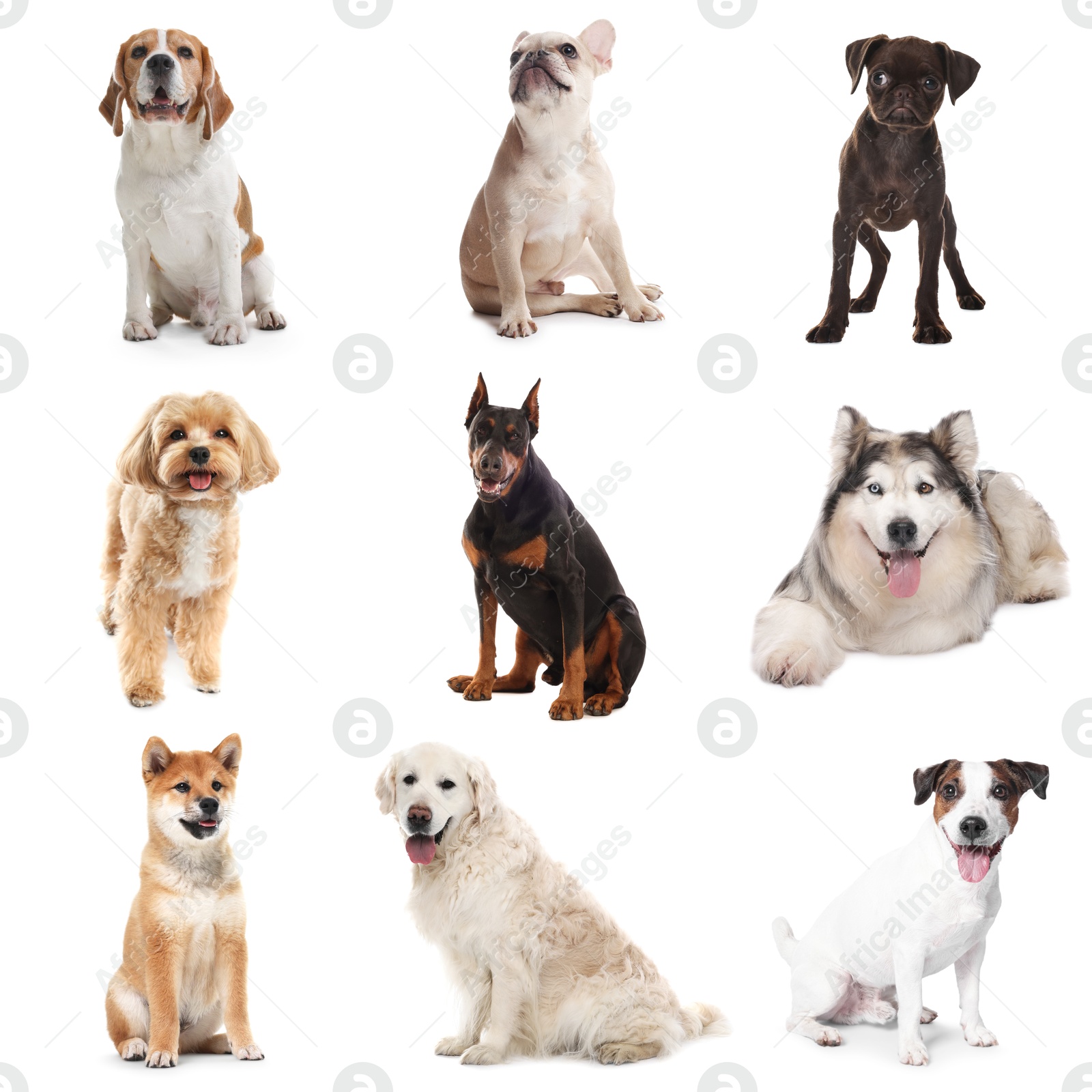 Cute dogs of different breeds isolated on white, collage Image of Cute dogs of different breeds isolated on white, collage
