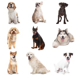 Image of Cute dogs of different breeds isolated on white, collage