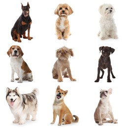 Image of Adorable dogs of different breeds isolated on white, collage