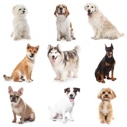 Image of Adorable dogs of different breeds isolated on white, collage