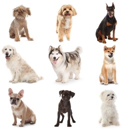 Image of Adorable dogs of different breeds isolated on white, collage