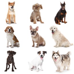 Image of Adorable dogs of different breeds isolated on white, collage