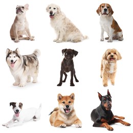 Image of Adorable dogs of different breeds isolated on white, collage