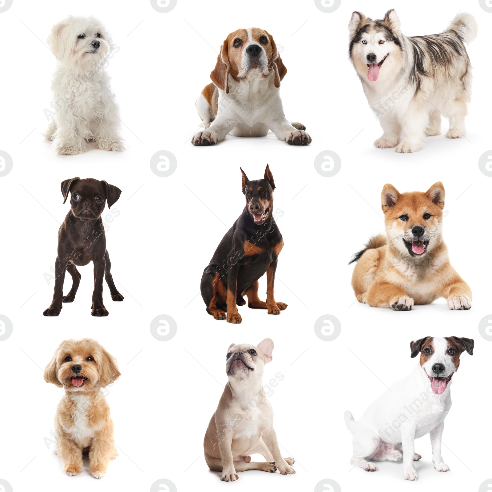 Adorable dogs of different breeds isolated on white, collage Image of Adorable dogs of different breeds isolated on white, collage