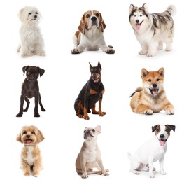 Image of Adorable dogs of different breeds isolated on white, collage