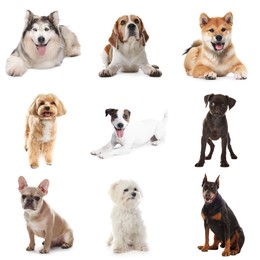 Image of Adorable dogs of different breeds isolated on white, collage