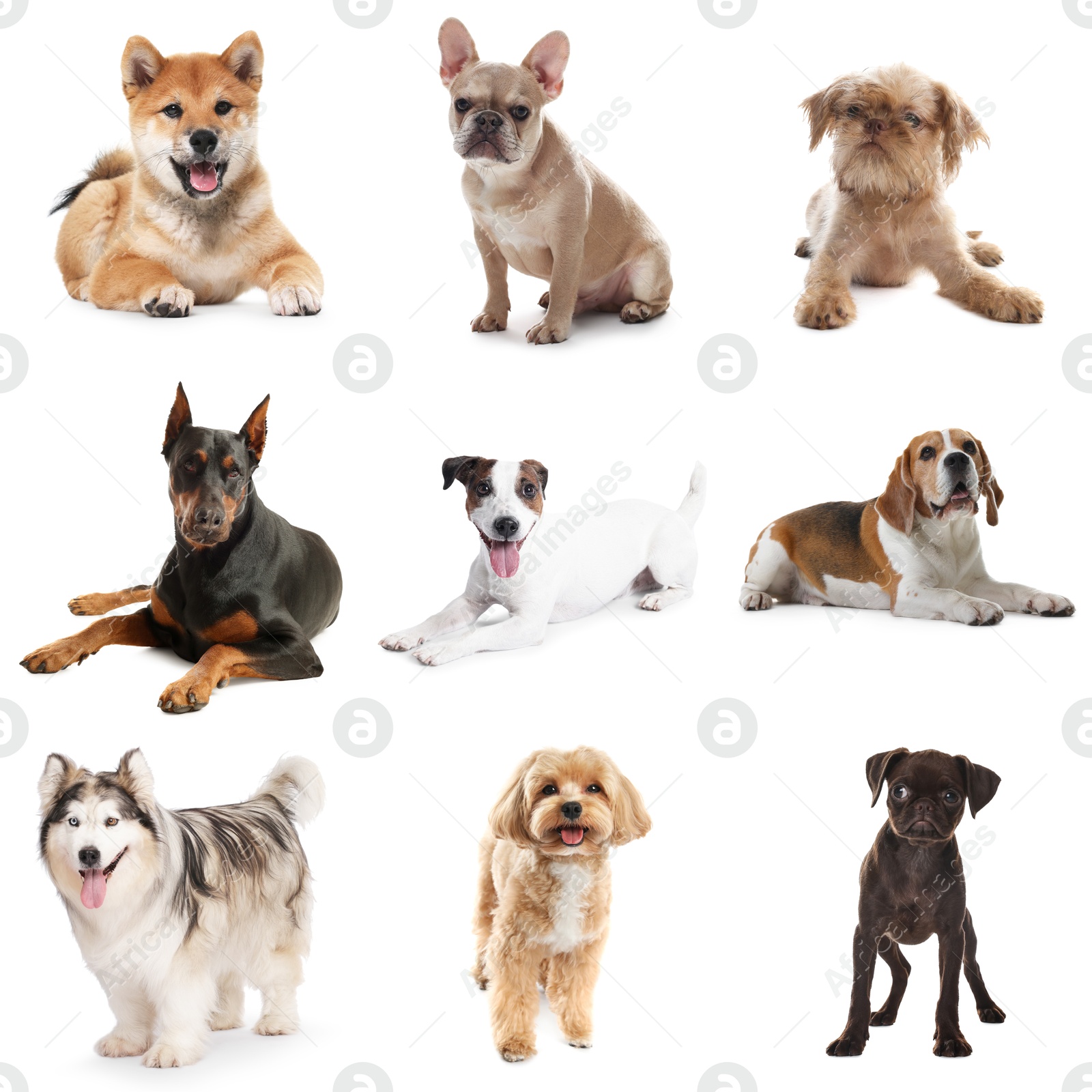 Adorable dogs of different breeds isolated on white, collage Image of Adorable dogs of different breeds isolated on white, collage
