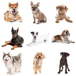 Image of Adorable dogs of different breeds isolated on white, collage