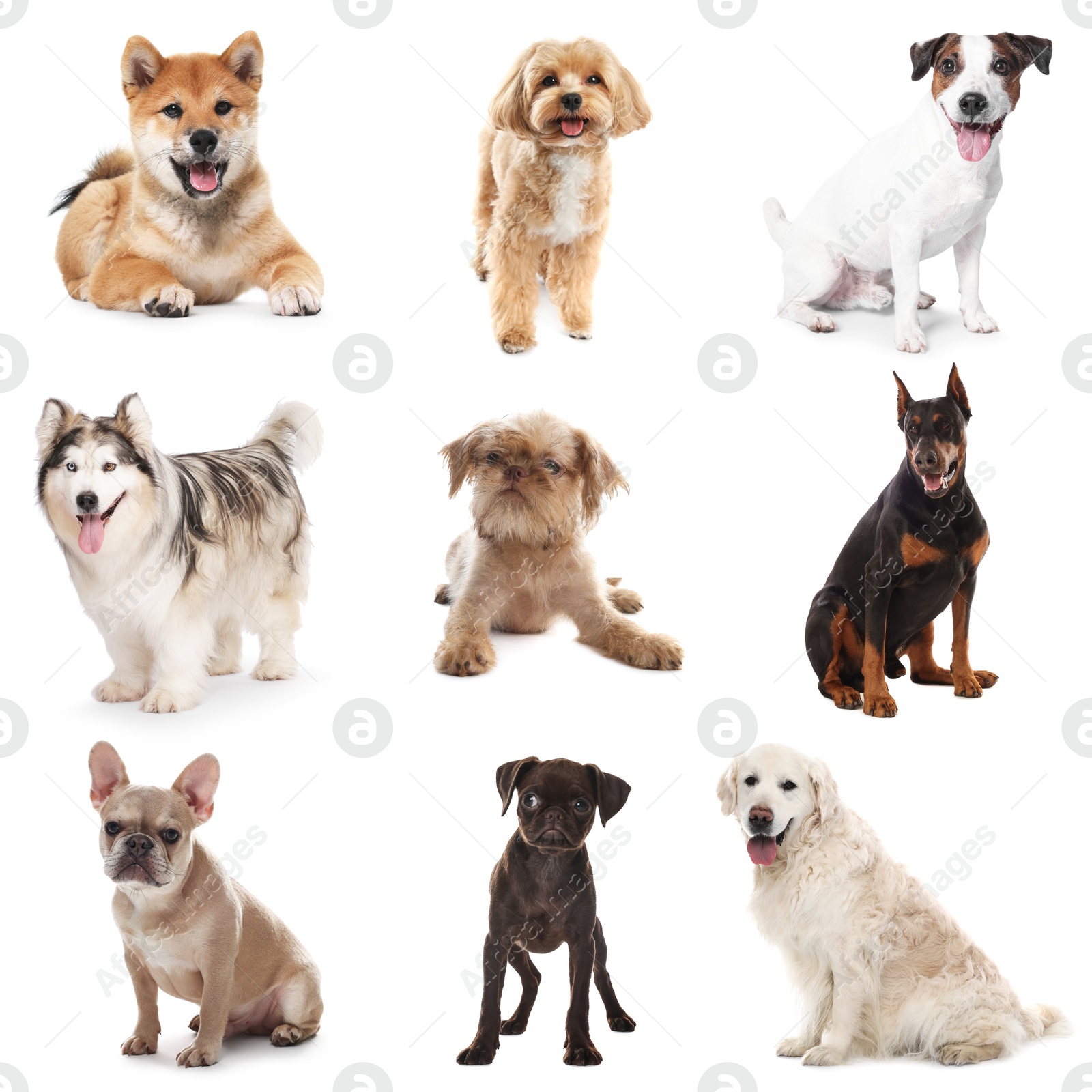 Adorable dogs of different breeds isolated on white, collage Image of Adorable dogs of different breeds isolated on white, collage