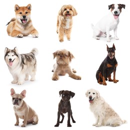 Image of Adorable dogs of different breeds isolated on white, collage