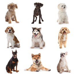 Image of Adorable dogs of different breeds isolated on white, collage