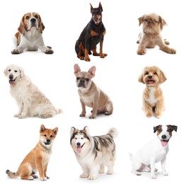 Image of Adorable dogs of different breeds isolated on white, collage