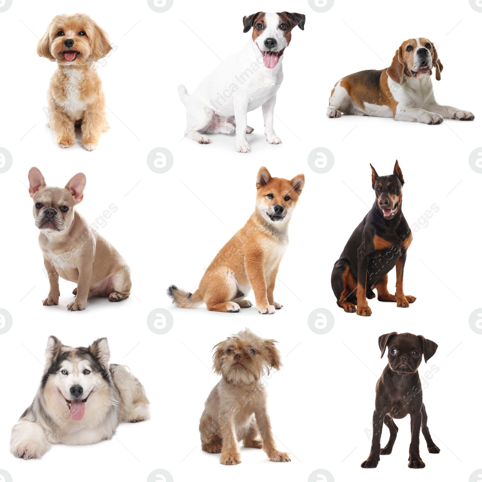 Adorable dogs of different breeds isolated on white, collage Image of Adorable dogs of different breeds isolated on white, collage