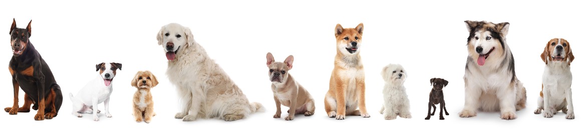 Image of Adorable dogs of different breeds isolated on white, collage