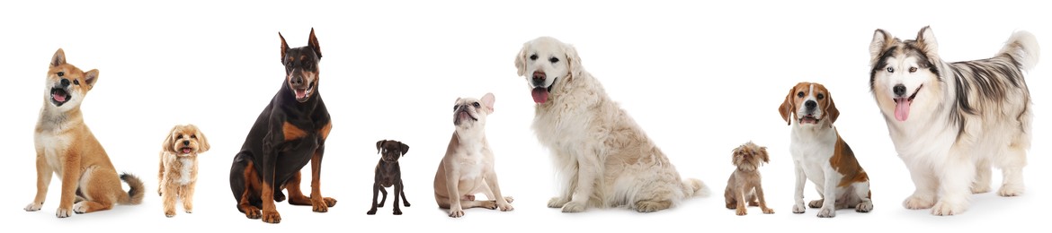 Image of Adorable dogs of different breeds isolated on white, collage