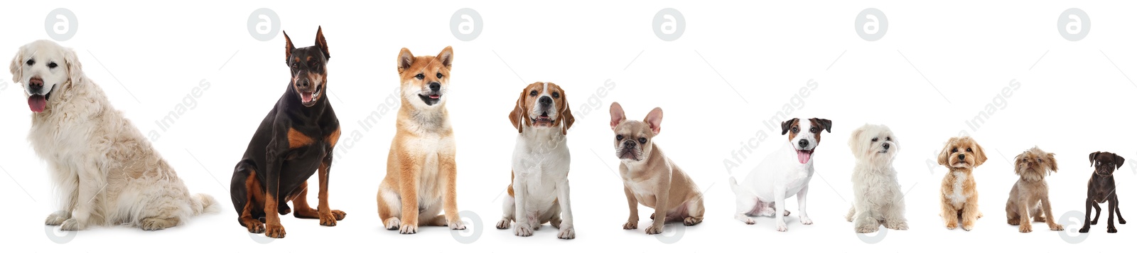 Dogs of different breeds isolated on white, collage Image of Dogs of different breeds isolated on white, collage