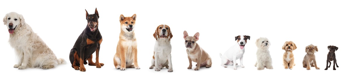 Image of Dogs of different breeds isolated on white, collage