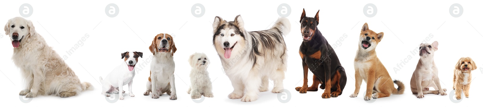 Dogs of different breeds isolated on white, collage Image of Dogs of different breeds isolated on white, collage