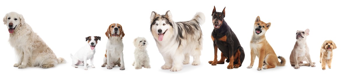 Image of Dogs of different breeds isolated on white, collage