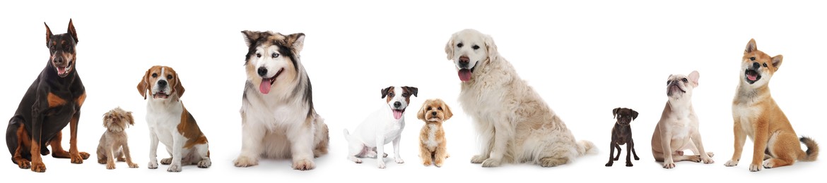 Image of Dogs of different breeds isolated on white, collage