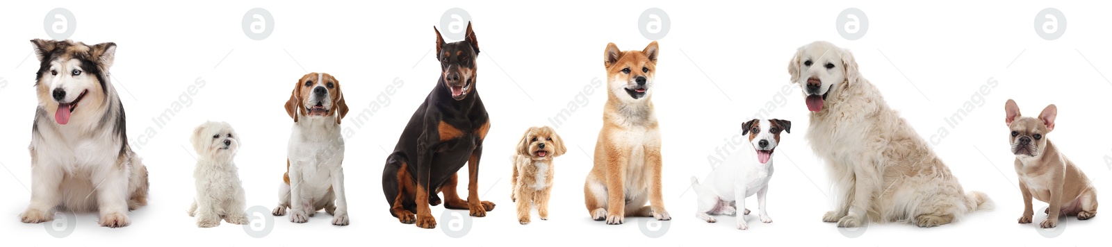 Dogs of different breeds isolated on white, collage Image of Dogs of different breeds isolated on white, collage