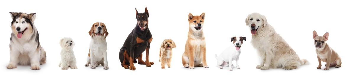 Image of Dogs of different breeds isolated on white, collage