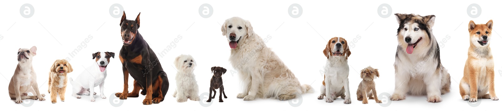 Dogs of different breeds isolated on white, collage Image of Dogs of different breeds isolated on white, collage