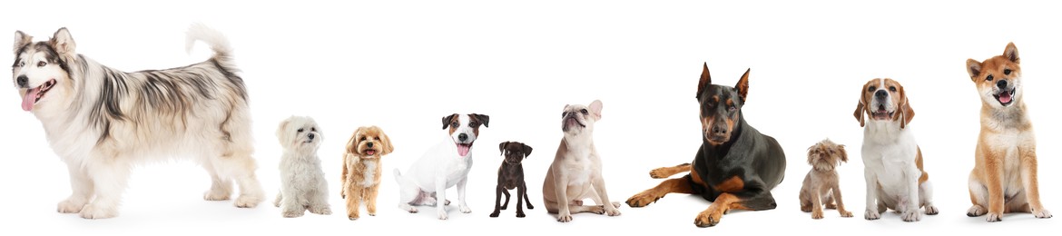 Image of Dogs of different breeds isolated on white, collage
